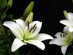 white-lily-4